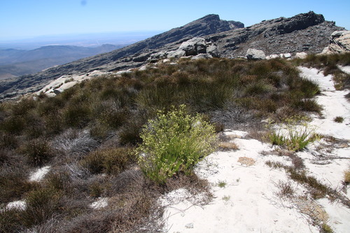 Image of Senecio paniculatus by (c) Tony Rebelo, some rights reserved (CC BY-SA)