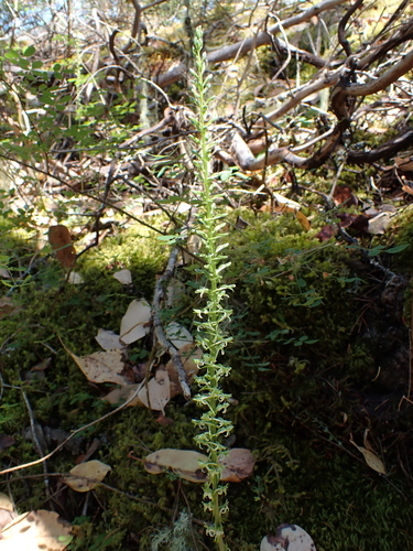 Image of Platanthera elongata by (c) Aiva Noringseth, some rights reserved (CC BY)