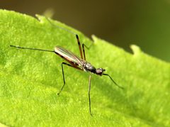 Micropeza corrigiolata