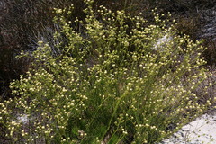 Senecio paniculatus