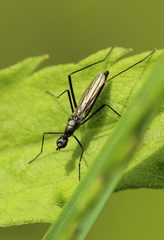 Micropeza corrigiolata