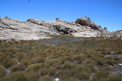 Askidiosperma insigne