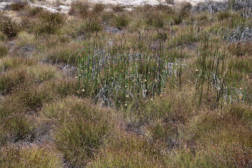 Askidiosperma insigne (Askidiosperma insigne)