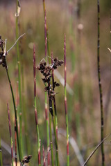 Askidiosperma insigne