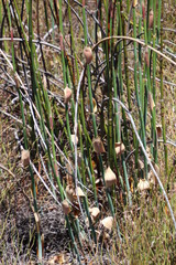 Askidiosperma insigne