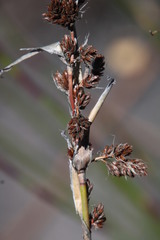 Askidiosperma insigne