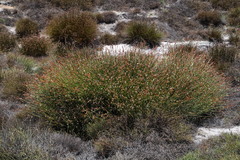 Elegia esterhuyseniae