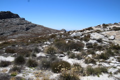 Elegia esterhuyseniae