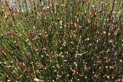 Elegia esterhuyseniae