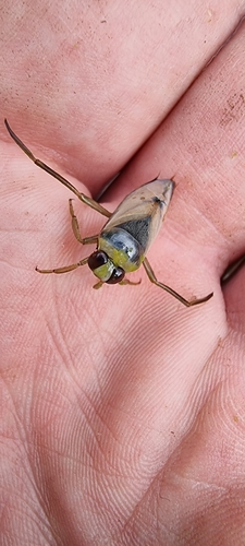 Eurasian Greater Water Boatman, 6708 LP Wageningen, Netherlands, photo 5 of 10