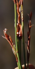 Elegia esterhuyseniae
