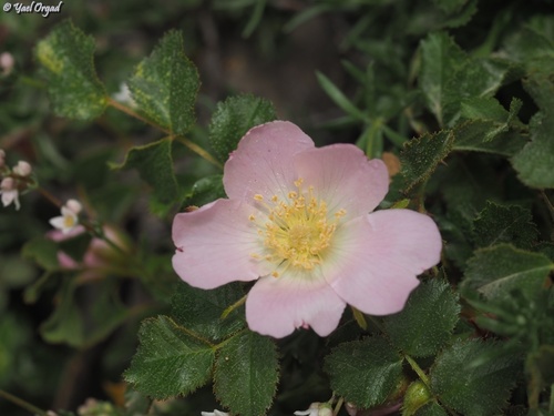 Rosa pulverulenta