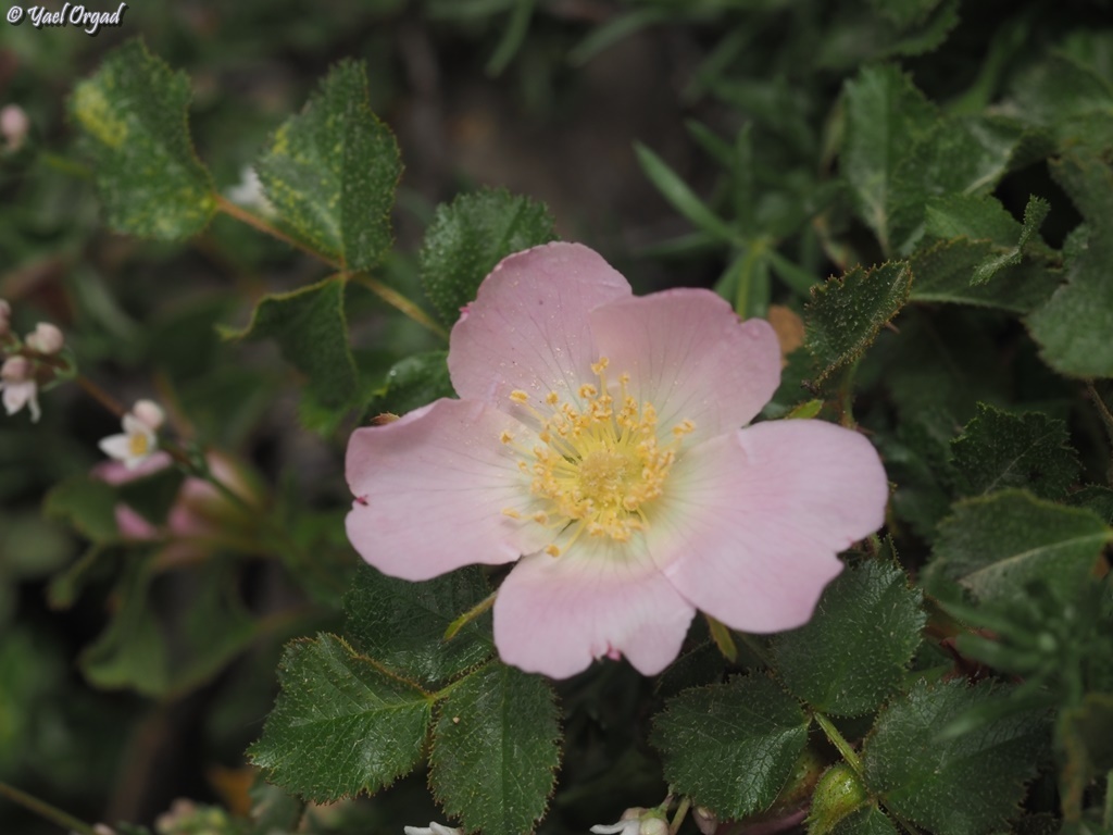Rosa pulverulenta