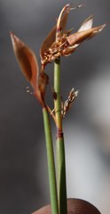 Elegia esterhuyseniae