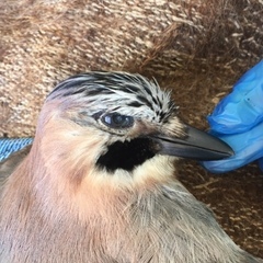 Garrulus glandarius graecus