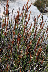 Elegia esterhuyseniae