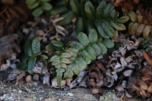 Dimorphic Hard Fern (Blechnum inflexum)