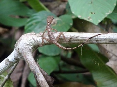 Anolis apletophallus