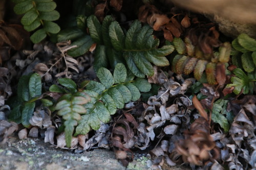 Image of Blechnum inflexum by (c) Tony Rebelo, some rights reserved (CC BY-SA)