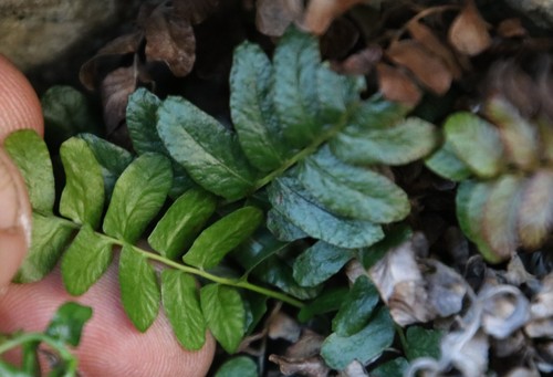 Image of Blechnum inflexum by (c) Tony Rebelo, some rights reserved (CC BY-SA)