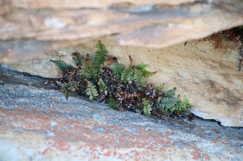 Image of Blechnum inflexum by (c) Tony Rebelo, some rights reserved (CC BY-SA)
