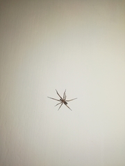 Filistata insidiatrix