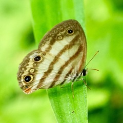 Euptychia