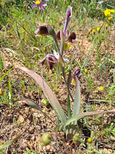 Image of Gladiolus uysiae by (c) Noeleen du Toit, some rights reserved (CC BY-SA)