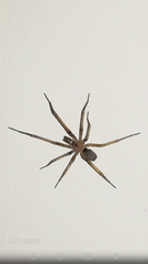 Filistata insidiatrix