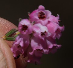 Erica maderi