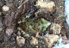 Eleutherodactylus marnockii