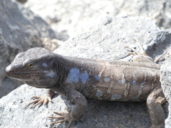 Gallotia galloti galloti