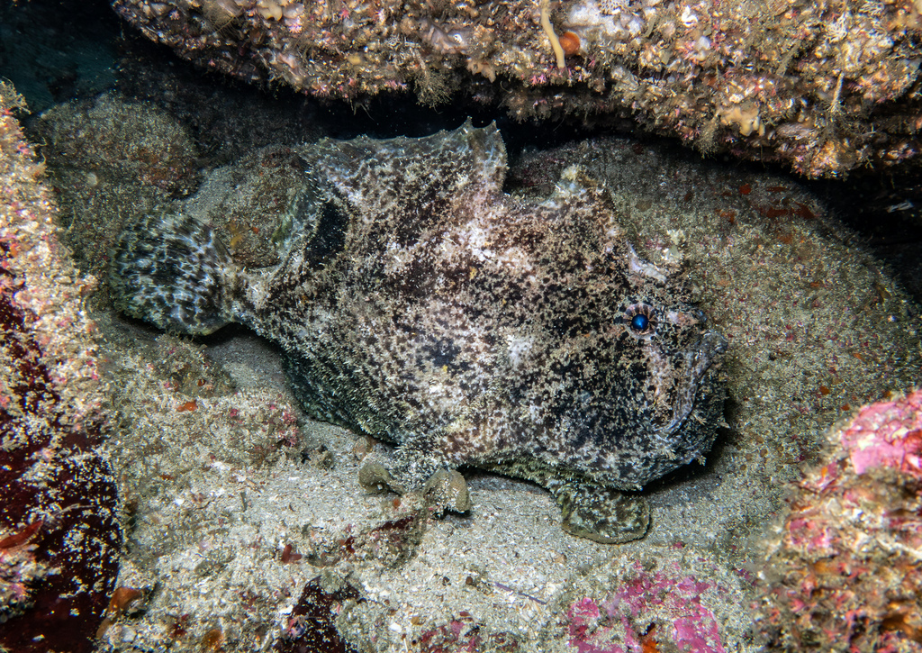 Roughbar frogfish (Fowlerichthys avalonis) — Antennariidae