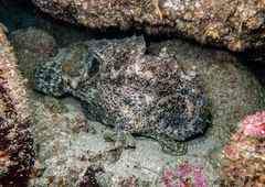 Roughbar Frogfish photo 2