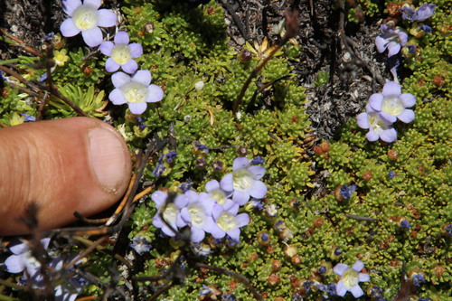Image of Prismatocarpus alpinus by (c) Tony Rebelo, some rights reserved (CC BY-SA)