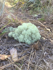 Cladonia evansii