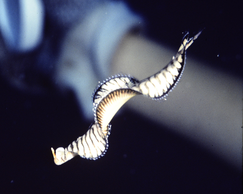 Soleichthys heterorhinos