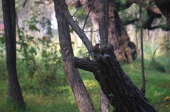 Turdus rufopalliatus
