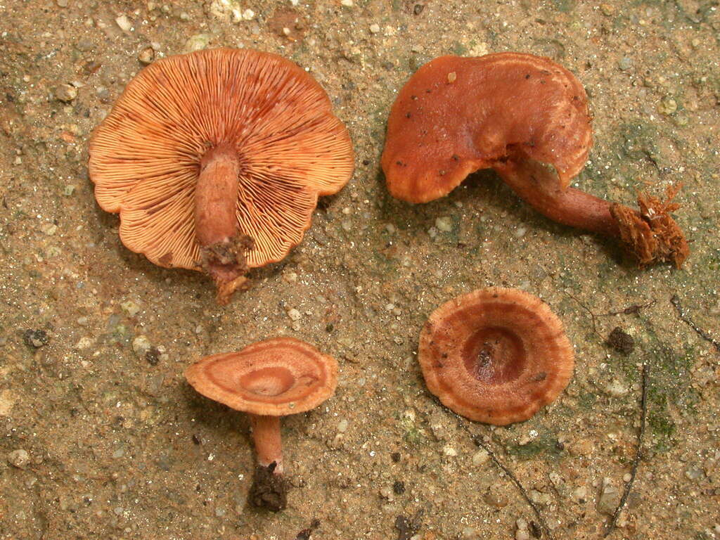 Lactarius subzonarius