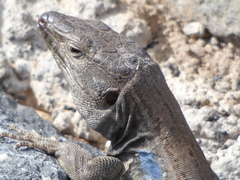 Gallotia galloti galloti