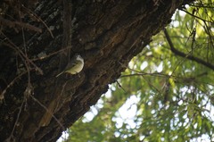 Vireo cassinii