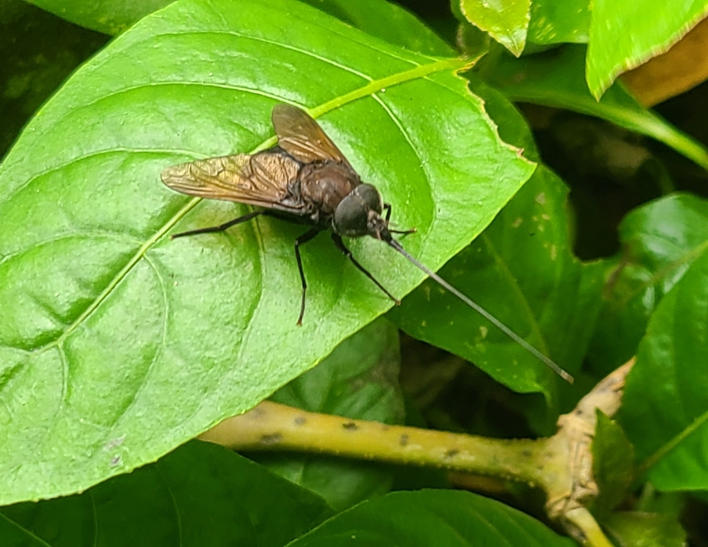 Fidena auripes