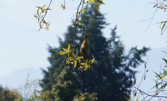 Leiothlypis ruficapilla