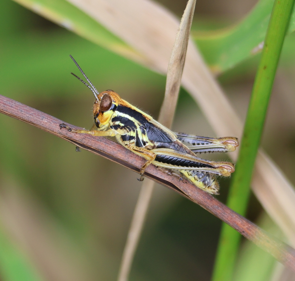 North American Spur-throated Grasshoppers from Montgomery County, OH ...