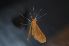 Eubaphe