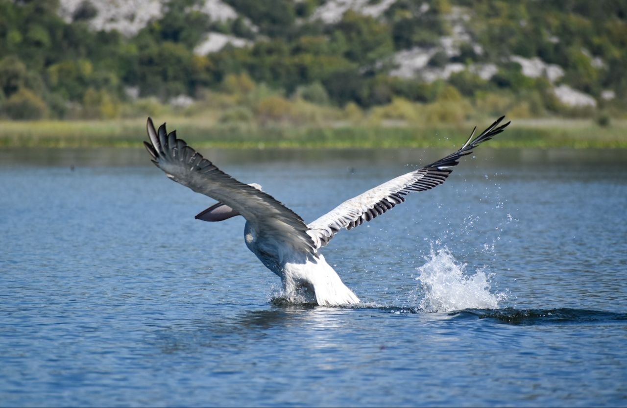 Dalmatian pelican