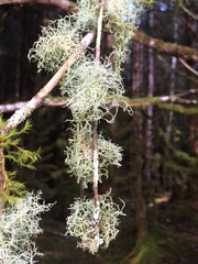 Usnea cornuta