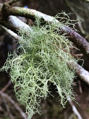 Usnea cornuta