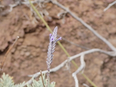 Lavandula buchii image