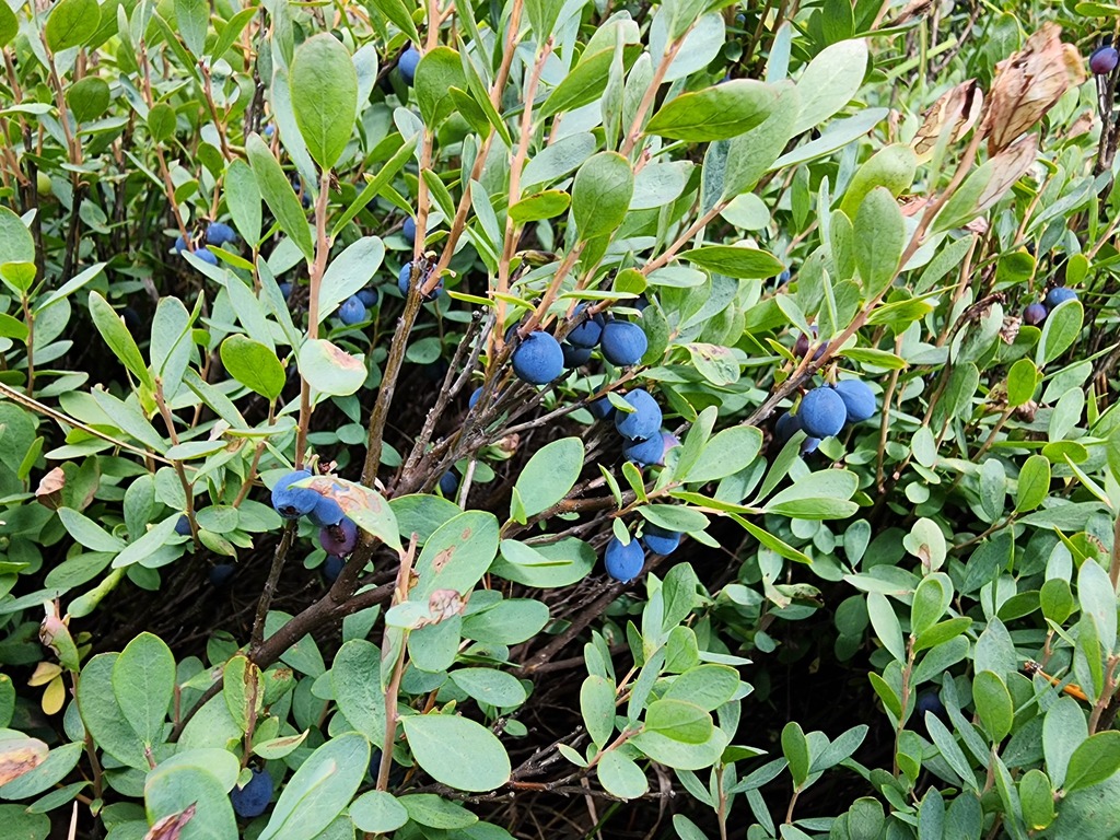 bog bilberry in September 2023 by Bob Sweatt · iNaturalist